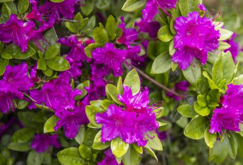 The purple flowers on an azalea plant